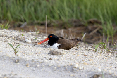 American Oyster Catcher Nesting