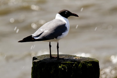 Black Capped Gull