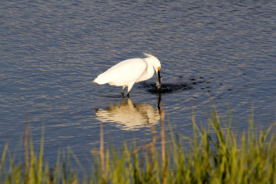 E.B. Forsythe NWR