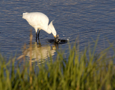 Cattle Egret