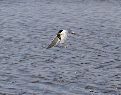 Common Tern