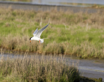 Common Tern