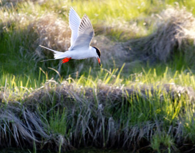 Common Tern