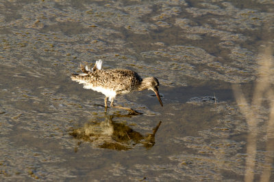 E.B. Forsythe NWR