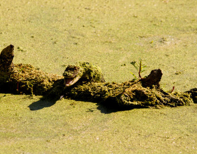 Baby Alligator, Harris Neck Wildlife Reserve