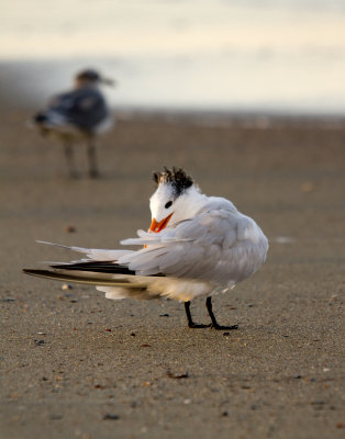 Royal Tern, Tybee Beach