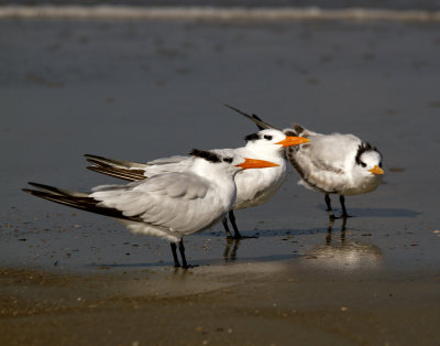 Royal Terns, Tybee Beach