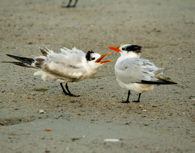 Royal Terns, Tybee Beach 