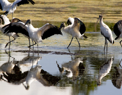 Dancing Wood Storks, Harris Neck Wildlife Reserve