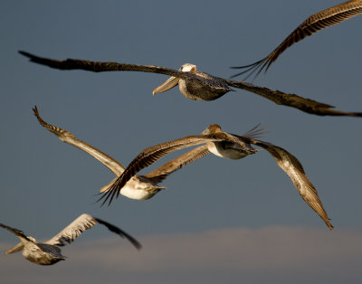Brown Pelican Flyby, Tybee Beach