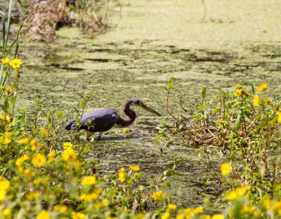 Tri Color Heron, Harris Neck Wildlife Reserve