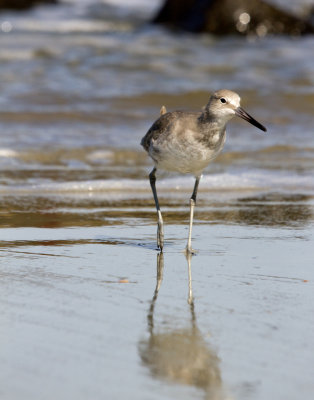 Willet, Tybee Beach