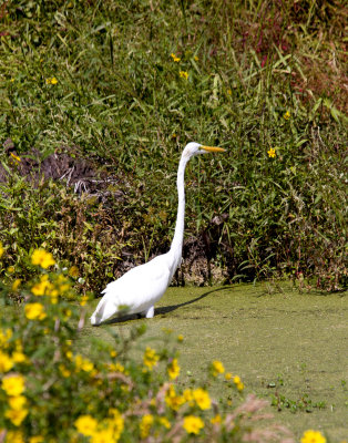 Great Egret,  Harris Neck Wildlife Reserve