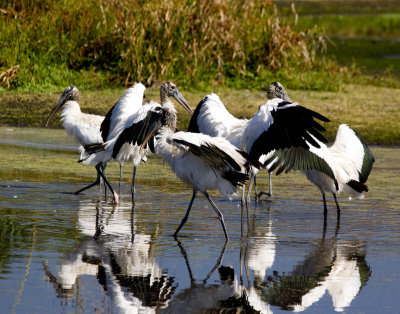 Wood Storks, Harris Neck Wildlife Reserve
