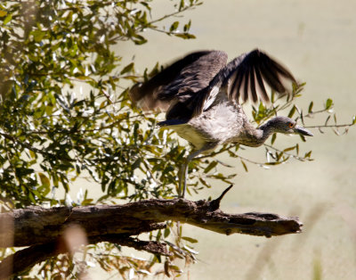 Yellow Crowned Night Heron (juvenile), Harris Neck Wildlife Reserve