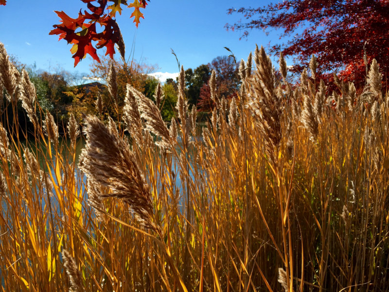 Willows in the Fall