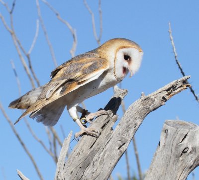 10 BARN OWL-JIM BASINGER.jpg