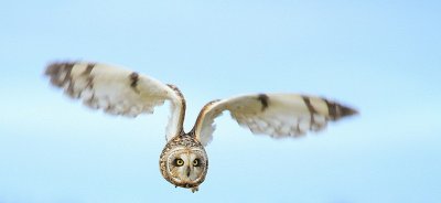 09 SHORT EARED OWL 1-JIM BASINGER.jpg