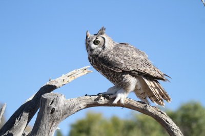 12 GREAT HORNED OWL--JIM BASINGER.jpg