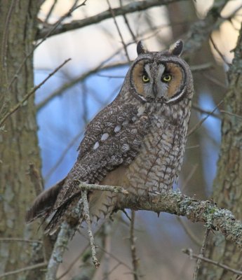 13 LONG EARED OWL-JIM BASINGER.jpg