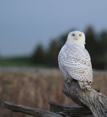 14 SNOWY OWL-JIM BASINGER.jpg