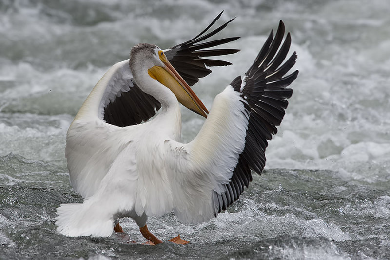 White Pelican.jpg