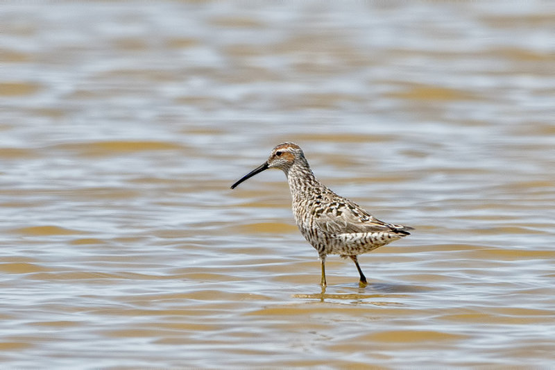 Stilt Sandpiper.jpg