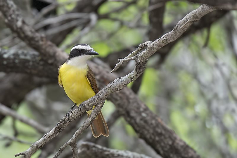 Great Kiskadee.jpg