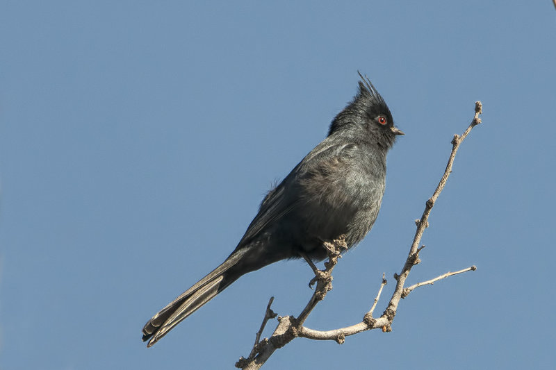 Phainopepla M.jpg