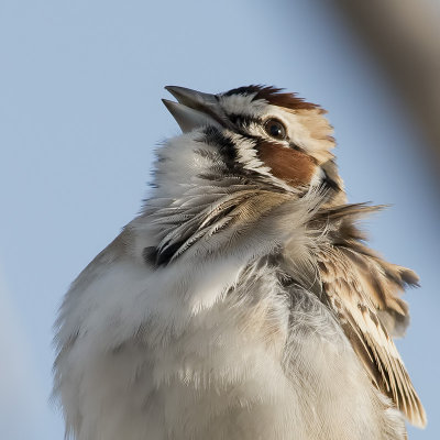 Lark Sparrow.jpg