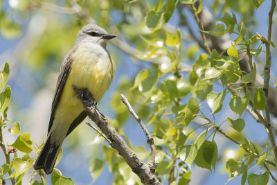 Western Kingbird.jpg