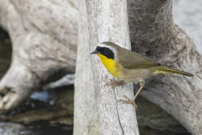 Common Yellowthroat.jpg
