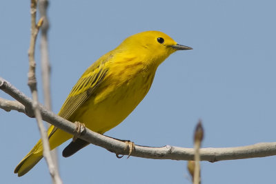 Yellow Warbler.jpg
