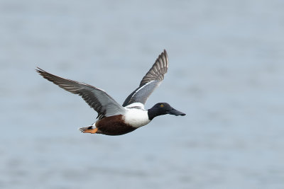 Northern Shoveler.jpg