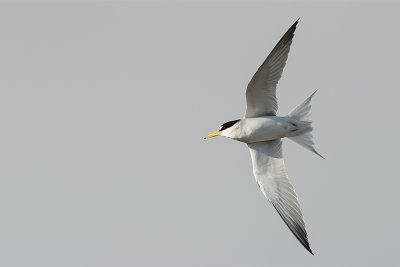Least Tern.jpg