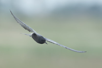 Black Tern.jpg