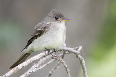 Eastern Wood-Pewee.jpg
