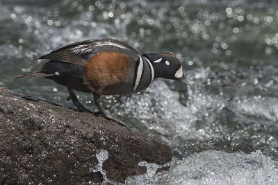 Harlequin Duck.jpg