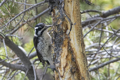 Three-toed woodpecker female.jpg