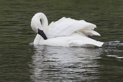 Trumpeter swan.jpg