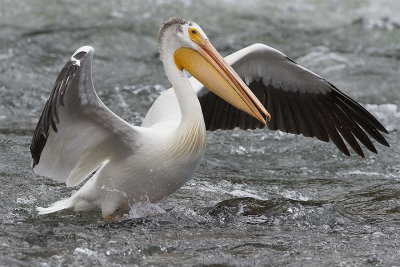 White pelican.jpg