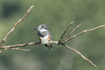 Belted kingfisher juvenile.jpg