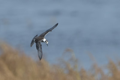 Black tern (nonbreeding).jpg