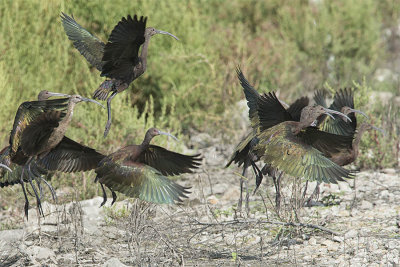 White-faced Ibises.jpg