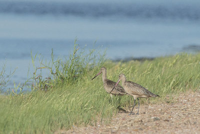 Marbled godwits.jpg