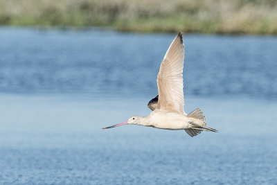 Marbled godwit in flight.jpg