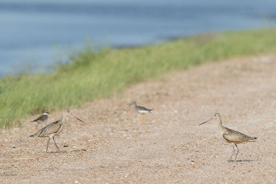 Marbled godwits2.jpg