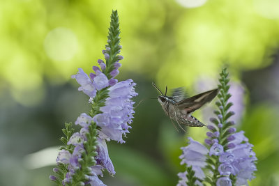 Hummingbird Moth.jpg