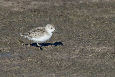 Semipalmated sandpiper.jpg