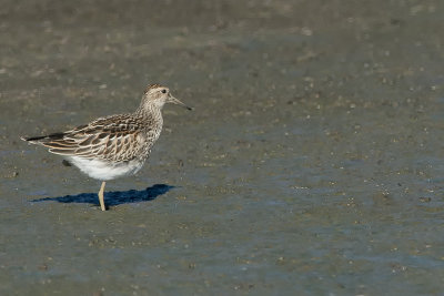 Pectoral sandpiper.jpg